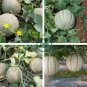 White Sweet Muskmelon Organic 40 Seeds