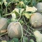 White Sweet Muskmelon Organic 40 Seeds