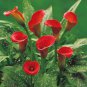 Zantedeschia Urban Romance Arum Lily 200 Seeds