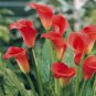 Zantedeschia Urban Romance Arum Lily 200 Seeds