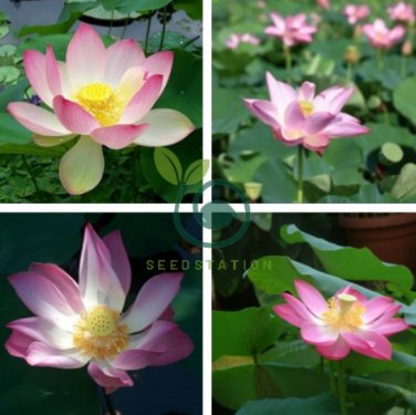 Red Double-headed Nelumbo Nucifera Lotus Flower 2 Seeds