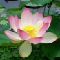 Red Double-headed Nelumbo Nucifera Lotus Flower 2 Seeds