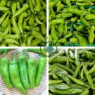 Green Sweet Devil's Horn Pepper 60 Seeds