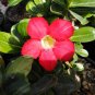 'Qunju' Fresh Red Cluster of Desert Rose 4 Seeds