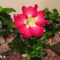 'Qunju' Fresh Red Cluster of Desert Rose 4 Seeds