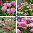 Pink Little Daisy Flower 60 Seeds