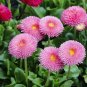 Pink Little Daisy Flower 60 Seeds