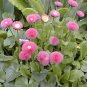 Pink Little Daisy Flower 60 Seeds