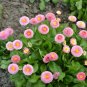 Pink Little Daisy Flower 60 Seeds