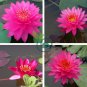 Mini Red Water Lily Nymphaea Flower 2 Seeds