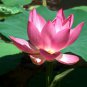 Dark Red Strong Fragrant Nelumbo Nucifera Lotus Flower 2 Seeds