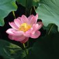Dark Red Strong Fragrant Nelumbo Nucifera Lotus Flower 2 Seeds