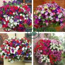 Park's Glamorous Girl Mixed Garden Petunia 200 Seeds
