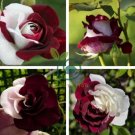 'Zampa' Dust Rose Bi-Color Bonsai Flowers 100 Seeds