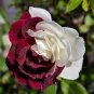 'Zampa' Dust Rose Bi-Color Bonsai Flowers 100 Seeds