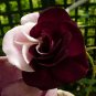 'Zampa' Dust Rose Bi-Color Bonsai Flowers 100 Seeds