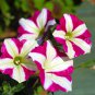 Rose Red Garden Petunia with White Stripe Annual Flower 100 Seeds