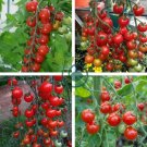 Sweet Red Cherry Tomato 'Hong Gu Niang' Organic 20 Seeds