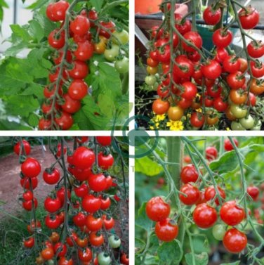 Sweet Red Cherry Tomato 'Hong Gu Niang' Organic 20 Seeds