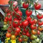Sweet Red Cherry Tomato 'Hong Gu Niang' Organic 20 Seeds