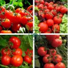 Tomato 'Qiuguang 88' Big Red Vegetables 400 Seeds