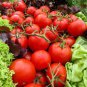 Tomato 'Qiuguang 88' Big Red Vegetables 400 Seeds