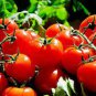 Tomato 'Qiuguang 88' Big Red Vegetables 400 Seeds