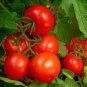 Tomato 'Qiuguang 88' Big Red Vegetables 400 Seeds