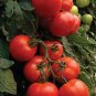 Tomato 'Qiuguang 88' Big Red Vegetables 400 Seeds