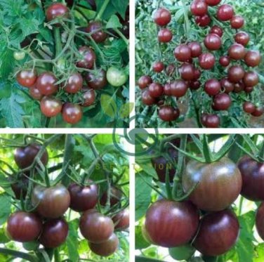 Tomato Blackish Purplish Red Big Fruit Vegetables 400 Seeds