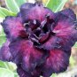 Thai Purple Adenium Desert Rose Bonsai 4 Seeds