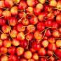 Rainier Cherries Female 40 Seeds