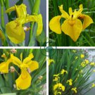 Iris Tectorum Golden Yellow Flowers 200 Seeds