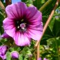 Lavatera arborea Tree Mallow Flower 60 Seeds