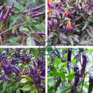 Purple Pod Peper Heirloom Violet Cluster Chilli 60 Seeds
