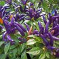 Purple Pod Peper Heirloom Violet Cluster Chilli 60 Seeds