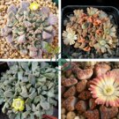 Titanopsis Mixed Succulents 40 Seeds