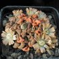Titanopsis Mixed Succulents 40 Seeds