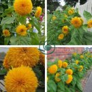 Golden Yellow Sunflowers Brushy Muiti-headed Annual Flower 40 Seeds