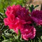 'Hong Qi Man Juan' Dark Red Three-headed Peony Flower 10 Seeds