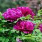 'Hong Qi Man Juan' Dark Red Three-headed Peony Flower 10 Seeds