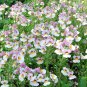 Nemesia Strumosa 60 Seeds