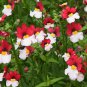 Nemesia Strumosa 60 Seeds