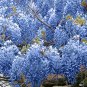 Blue Chinese Wisteria Vine Wisteria Sinensis 8 Seeds