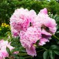 Peony Light Pink Compact Big Blooms Tree 10 Seeds