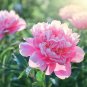 Peony Fully Pink Big Blooms Tree 10 Seeds