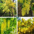 Golden Chain Tree Laburnum Anagyroides Yellow Flower 200 Seeds