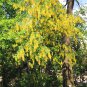 Golden Chain Tree Laburnum Anagyroides Yellow Flower 200 Seeds