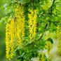 Golden Chain Tree Laburnum Anagyroides Yellow Flower 200 Seeds
