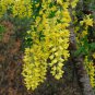 Golden Chain Tree Laburnum Anagyroides Yellow Flower 200 Seeds